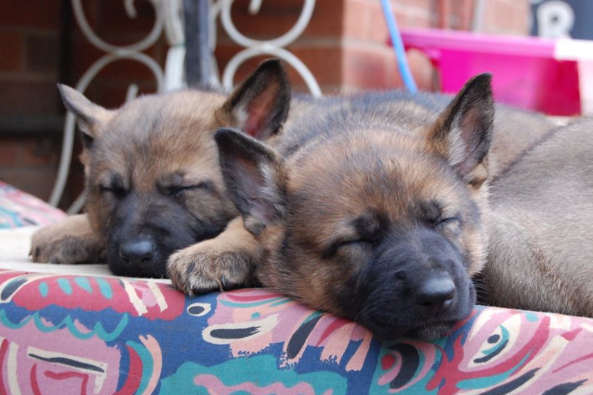 Read more about the article D-litter