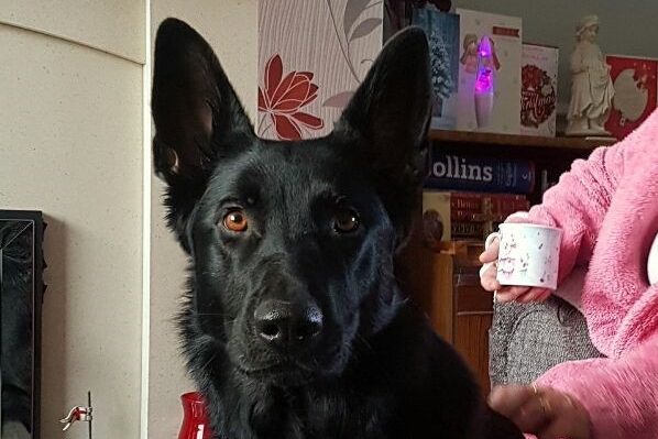 Read more about the article Hohenburg Ciera