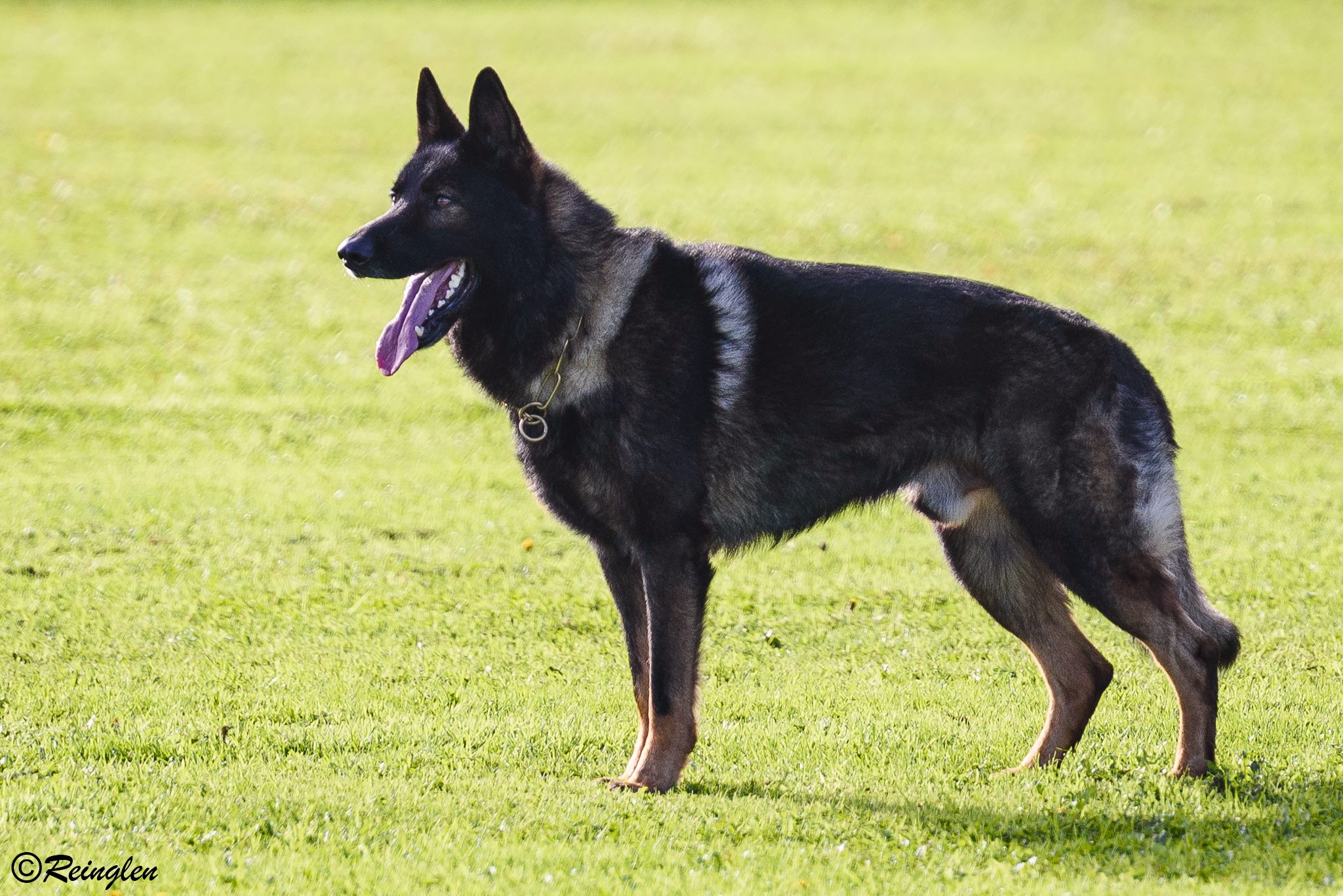 Read more about the article Hohenburg Aaron at GSDL Nationals 2017