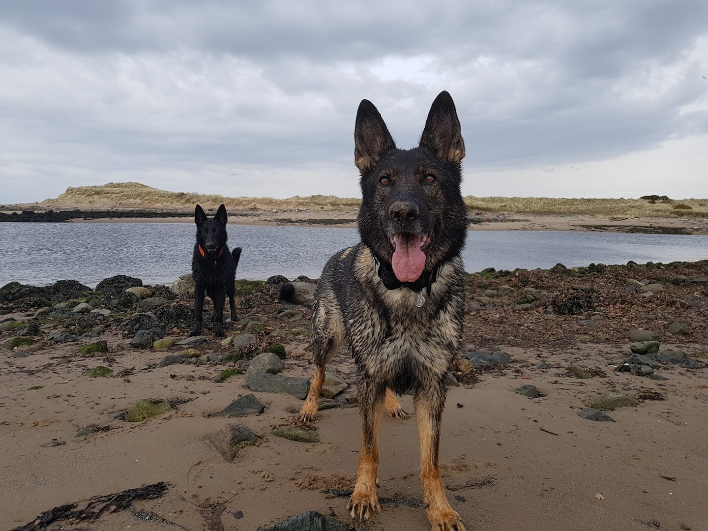 Read more about the article Hohenburg Apocalypse invited for FCI IPO World Championships 2018, Italy