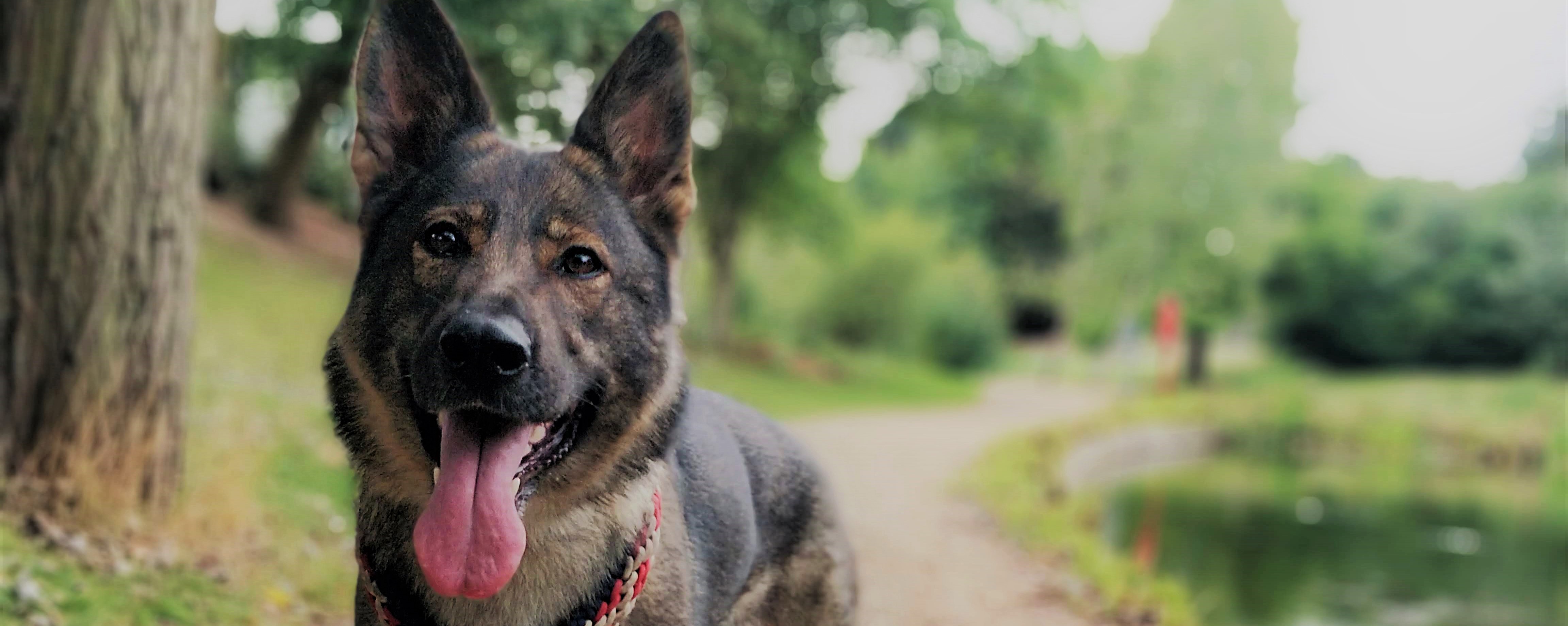 Read more about the article Yuna Degenerative Myelopathy Clear