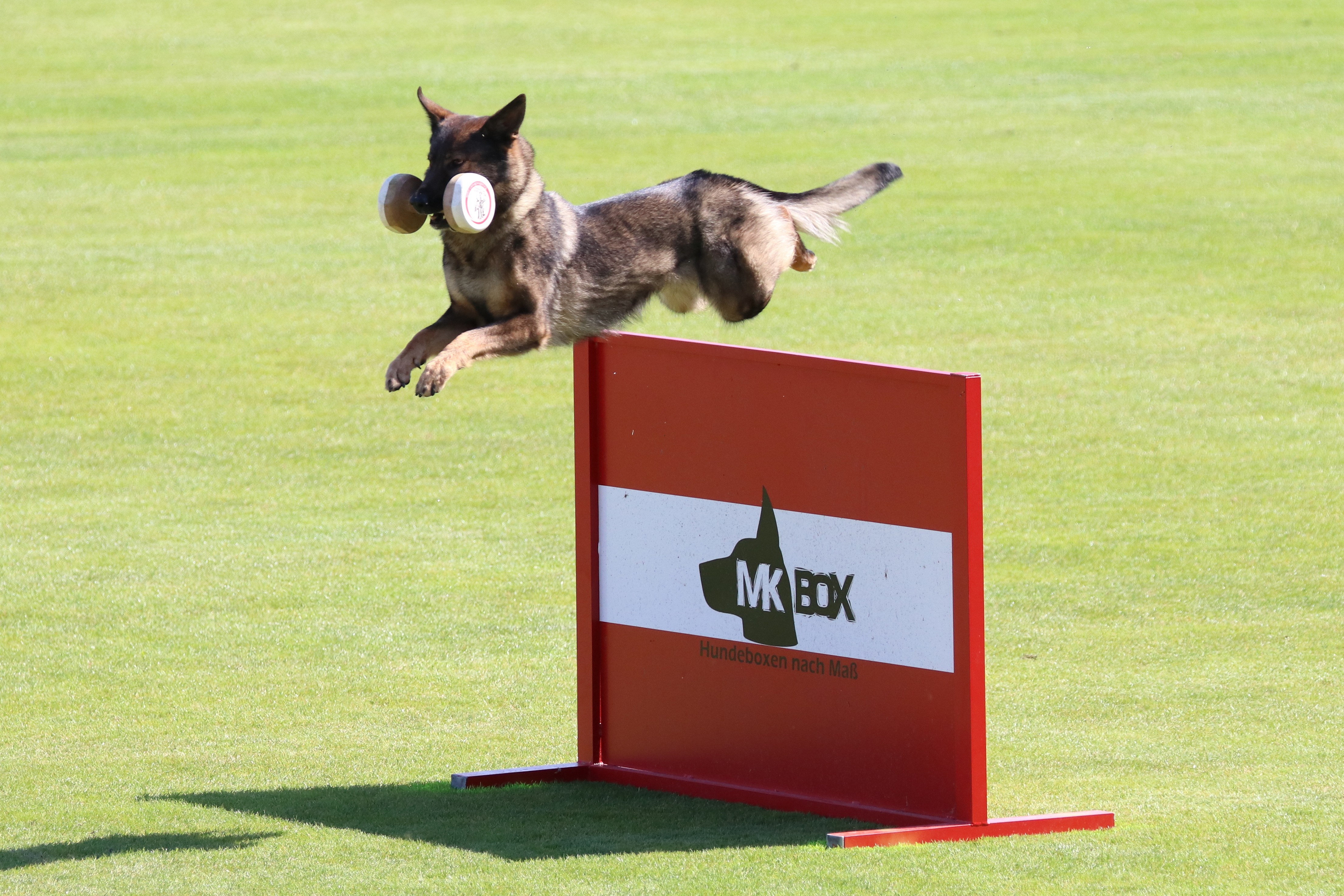 Read more about the article FCI World Championships, Austria 2019