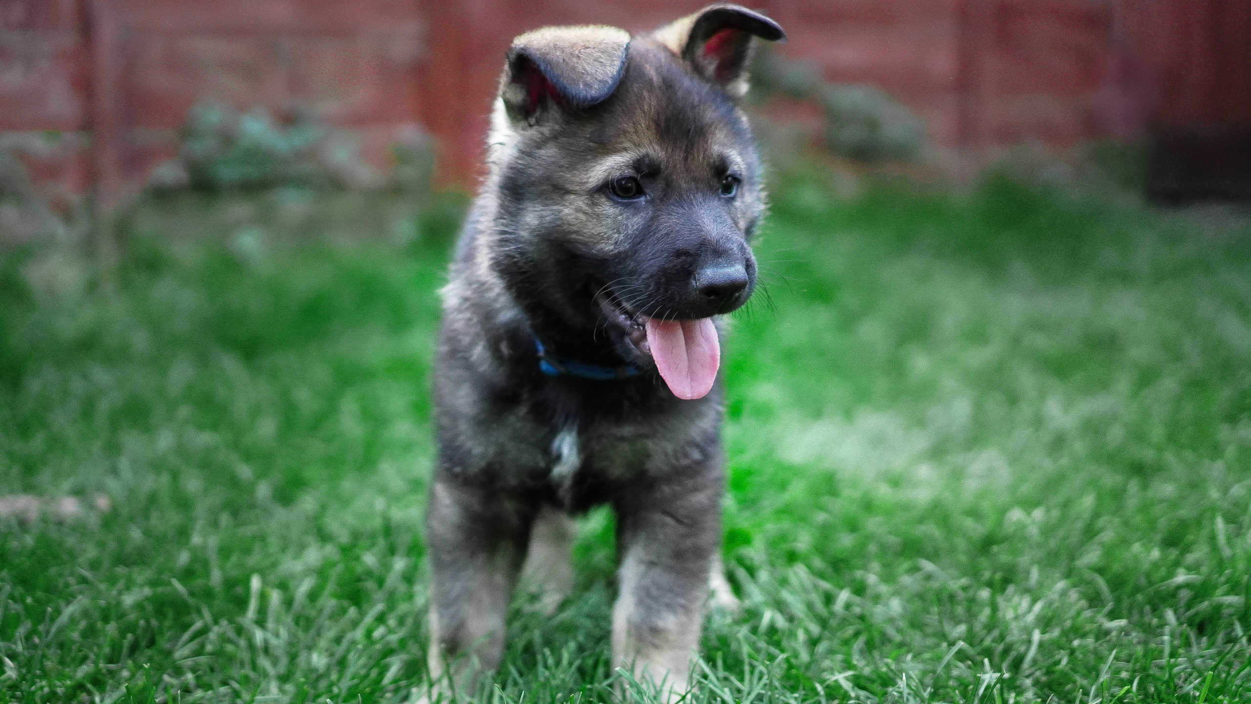 Read more about the article Puppies leave the nest