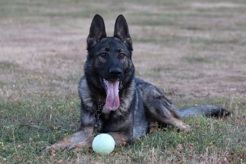 Working German Shepherd Stud Dog