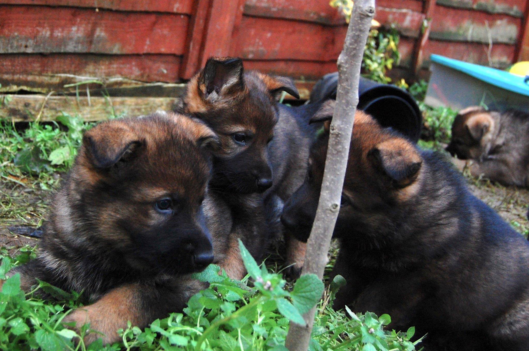 Read more about the article 10 years since our First Litter!