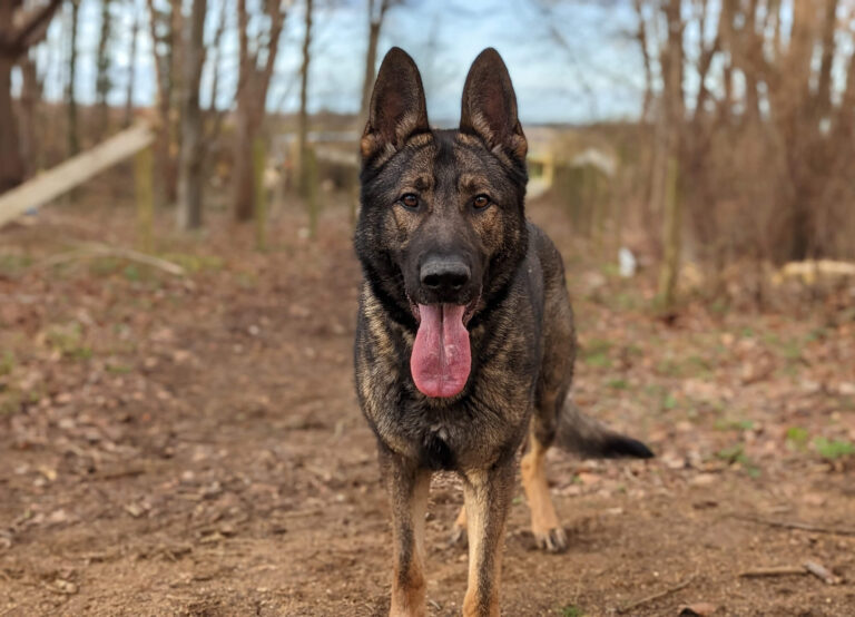 German Shepherd Stud Dog