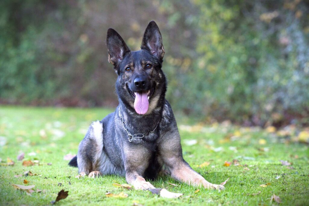 Dalmora vom Rosseleck